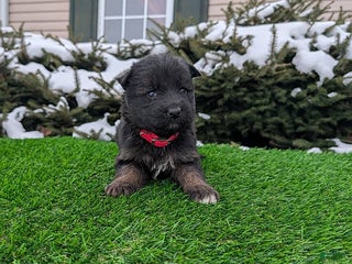 German Shepherd dogs Molly - Ad 18