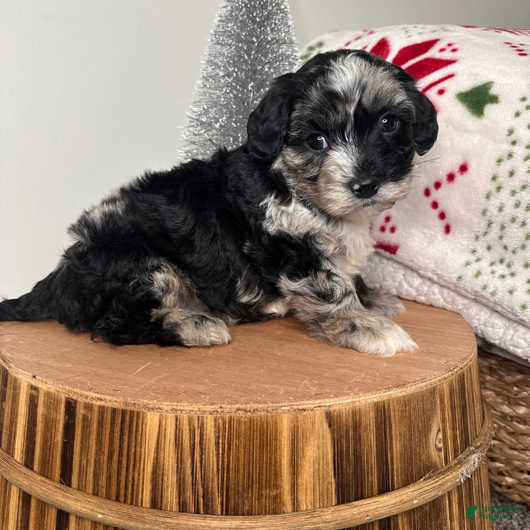 Cavapoo dogs for sale: Crystal - Ad 3