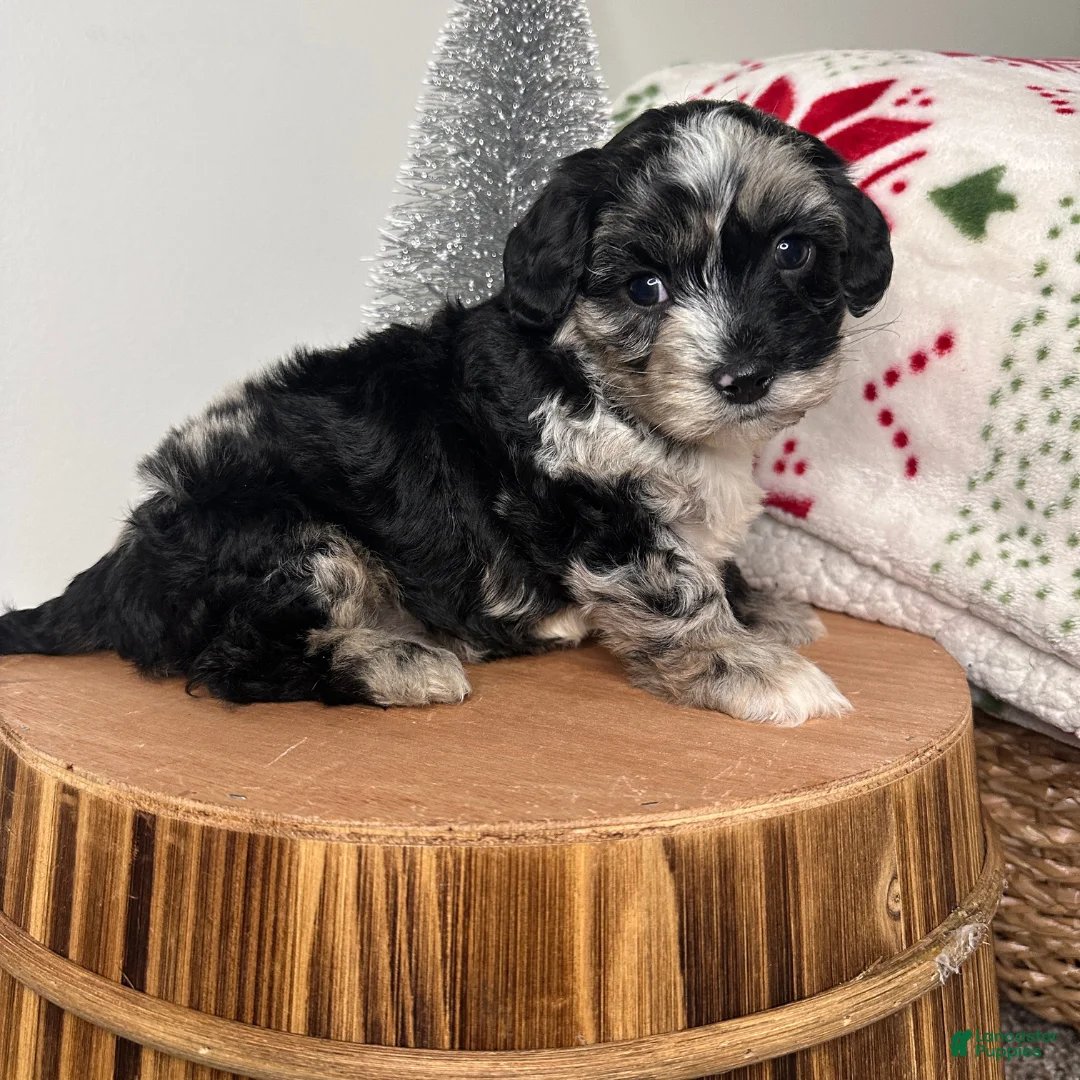 Cavapoo dogs for sale: Crystal - Ad 3