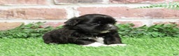 Shih Tzu dogs for sale: Harper - Ad 2