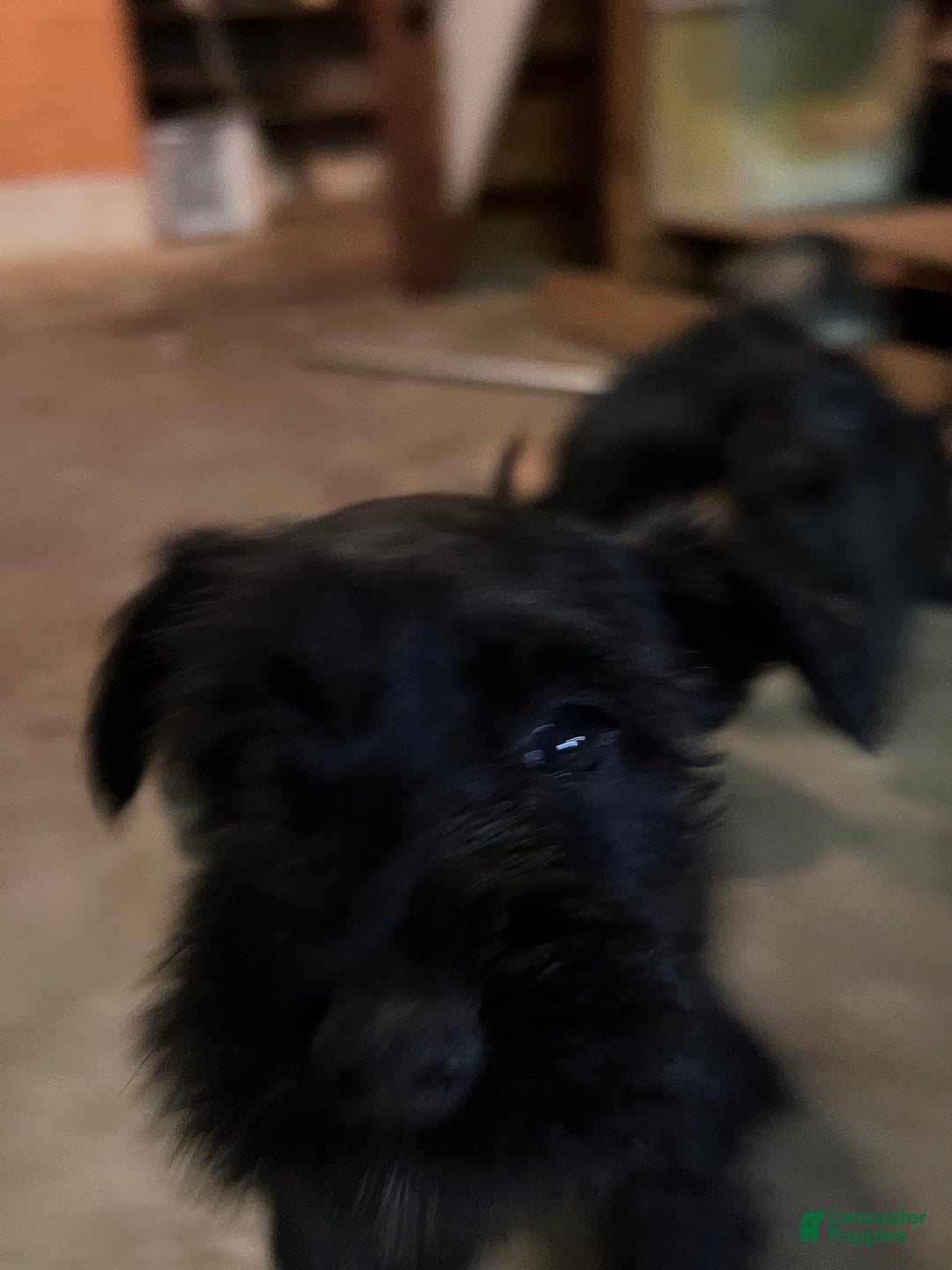 Miniature Schnauzer dogs for sale: Margo  - Ad 11