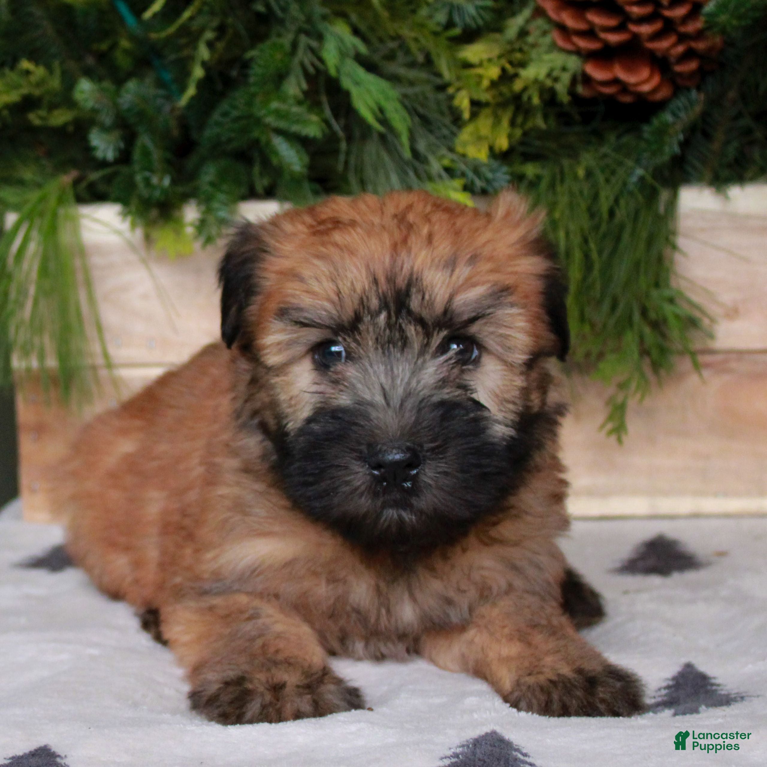 Soft Coated Wheaten Terrier dogs Wendy  - Ad 1