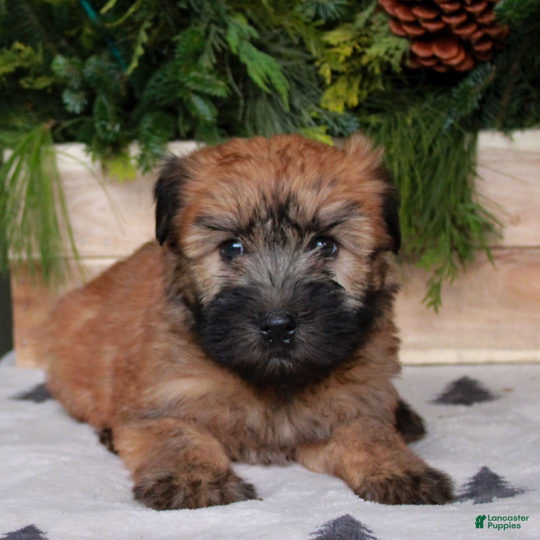 Soft Coated Wheaten Terrier dogs for sale: Wendy  - Ad 1