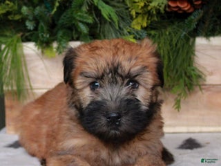 Soft Coated Wheaten Terrier dogs Wendy - Ad 5
