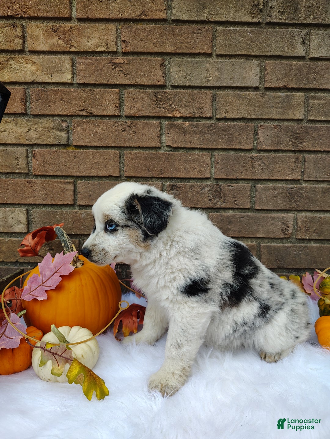 Texas heeler Puppy for sale in Quincy Lancaster Puppies