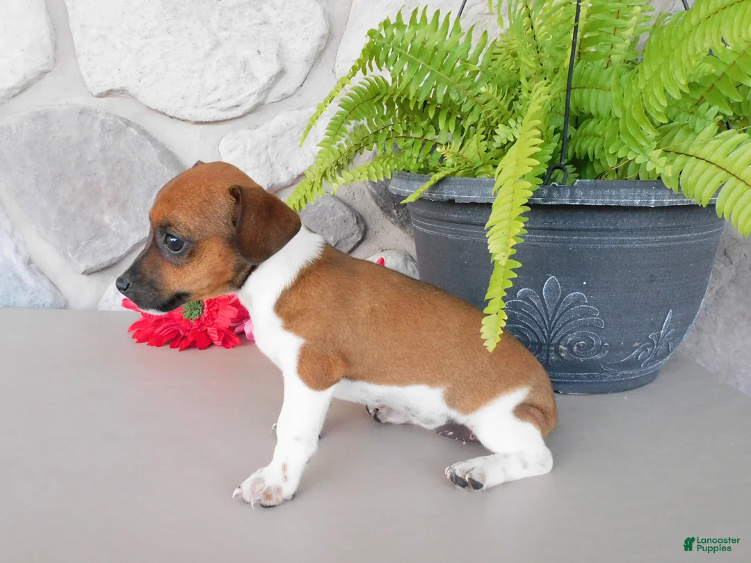Jack Russell Terrier dogs for sale: Patty - Ad 2