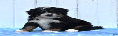 Chief