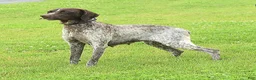 German Shorthaired Pointer dogs for sale: Sasha - Ad 6