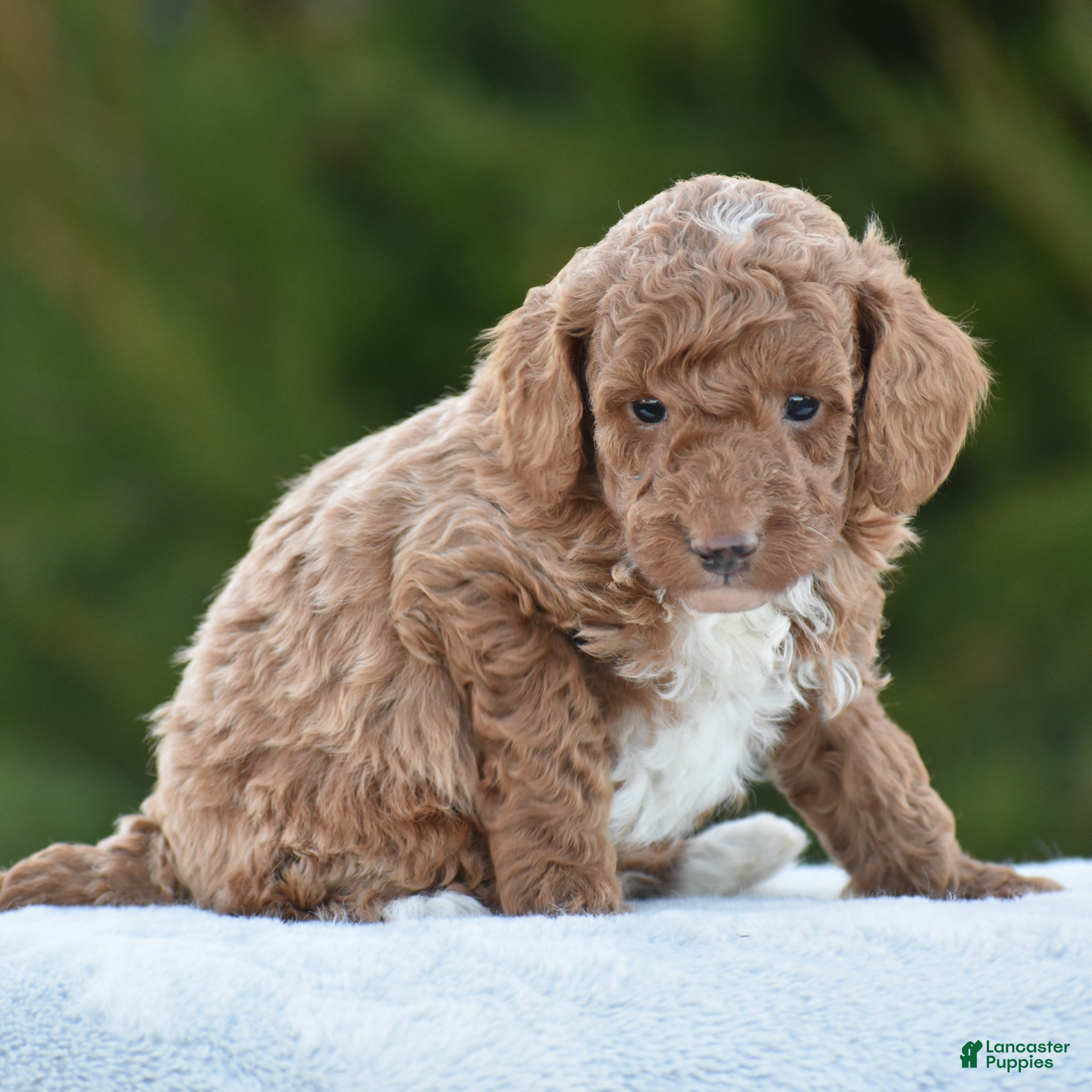 Miniature Poodle dogs Cappuccino - Ad 2