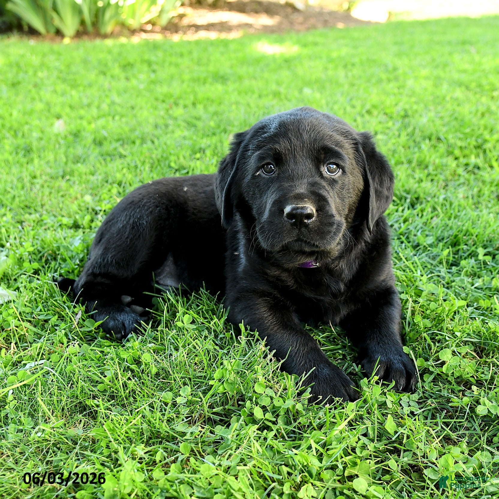 Labrador Retriever dogs for sale: Alexander - Ad 4
