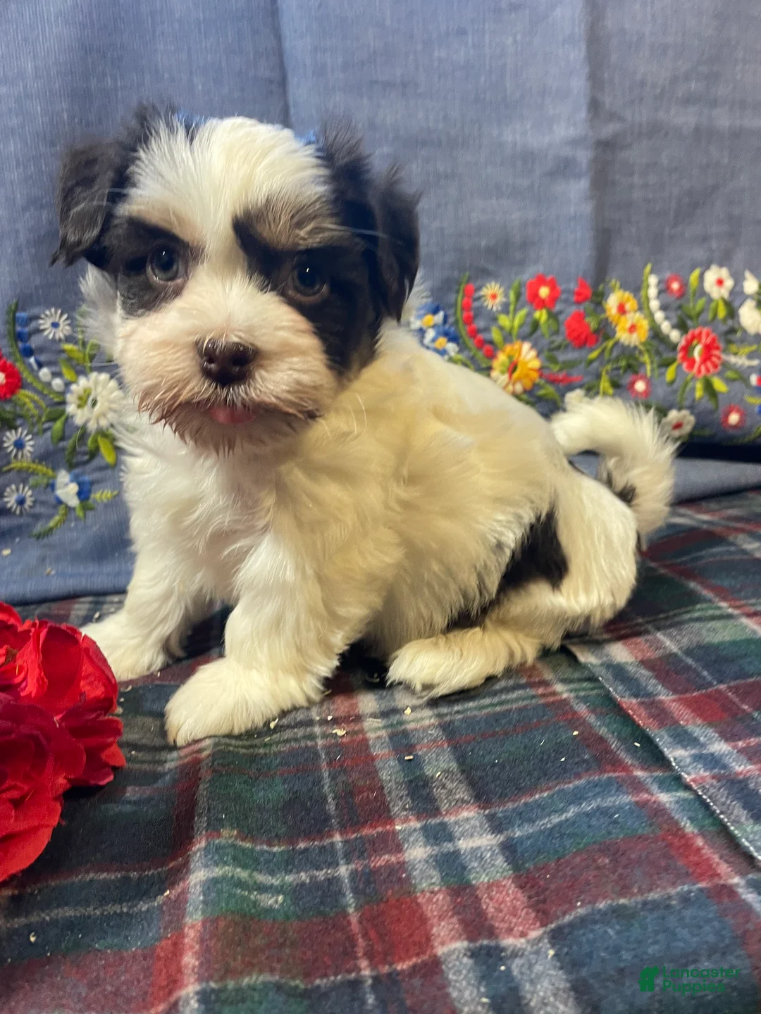 Havanese dogs for sale: Baxter - Ad 4