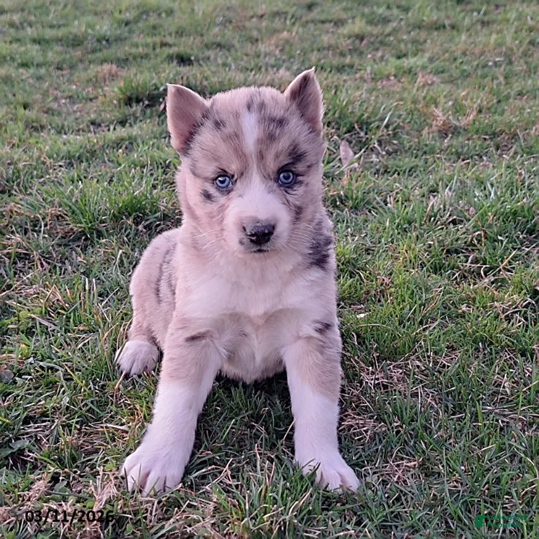 Gerberian Shepsky dogs for sale: Sabrina - Ad 3
