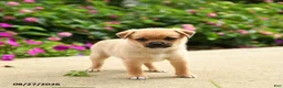 Mixed Breed dogs for sale: Troy - Ad 3