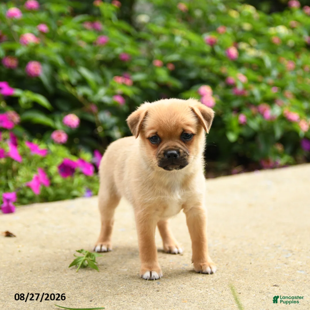 Mixed Breed dogs for sale: Troy - Ad 3