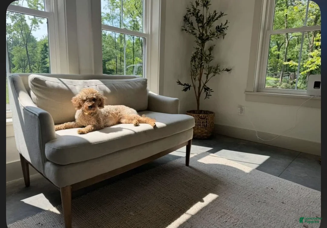 Mini Goldendoodle dogs for sale: Mini Goldendoodle Puppy 3 - Ad 2