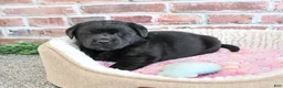 Labrador Retriever dogs for sale: Brooke - Ad 3