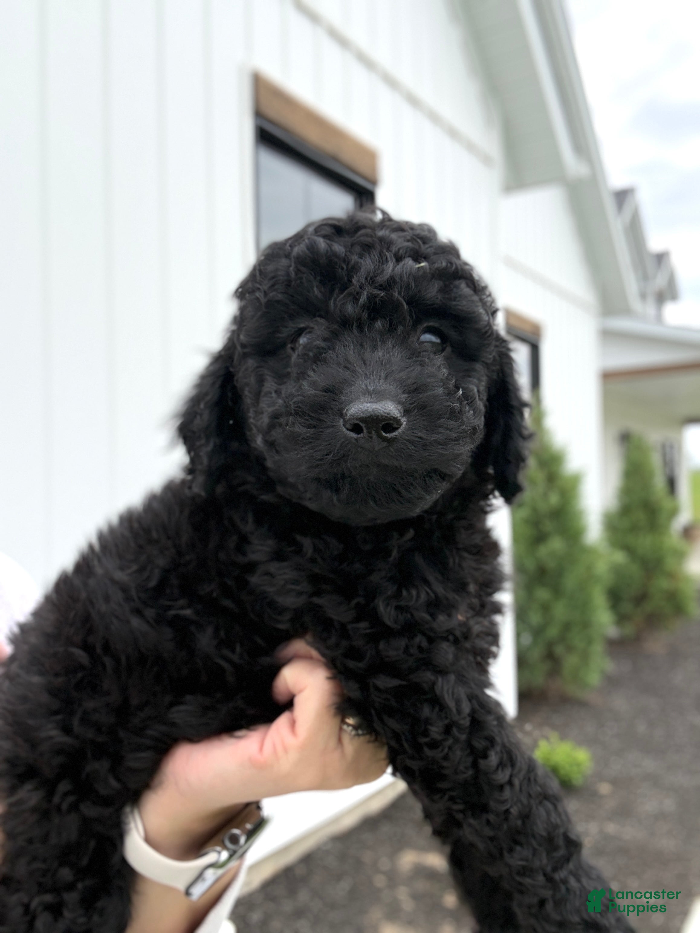 Mini Goldendoodle dogs Hazel - Ad 1
