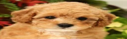 Miniature Poodle dogs for sale: Bobby - Ad 9