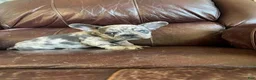 French Bulldog dogs for sale: Coral - Ad 1