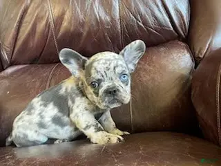 French Bulldog dogs Coral - Ad 20