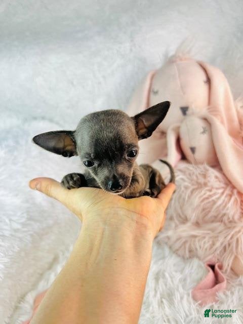 Chihuahua dogs Chihuahua 1 - Ad 1