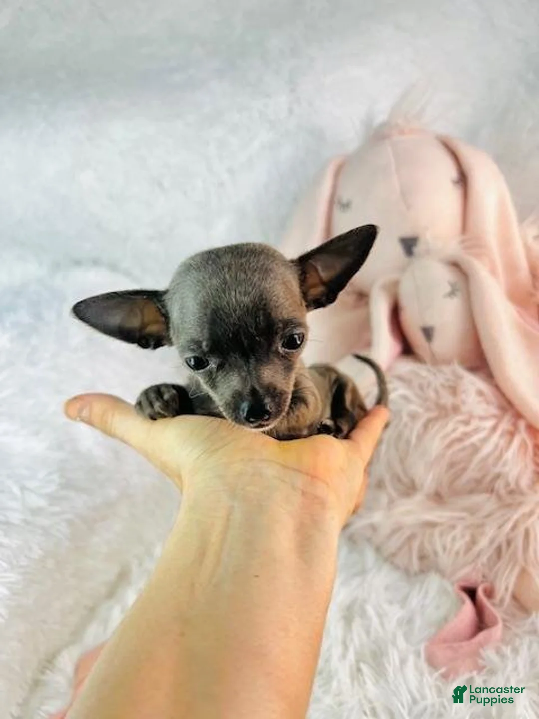 Chihuahua dogs for sale: Chihuahua 1 - Ad 1