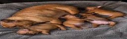 French Bulldog dogs for sale: Inferno - Ad 8