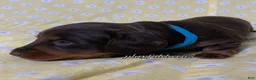 Miniature Dachshund dogs for sale: Tootsie - Ad 38