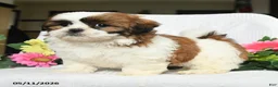 Shih Tzu dogs for sale: Jenna - Ad 3