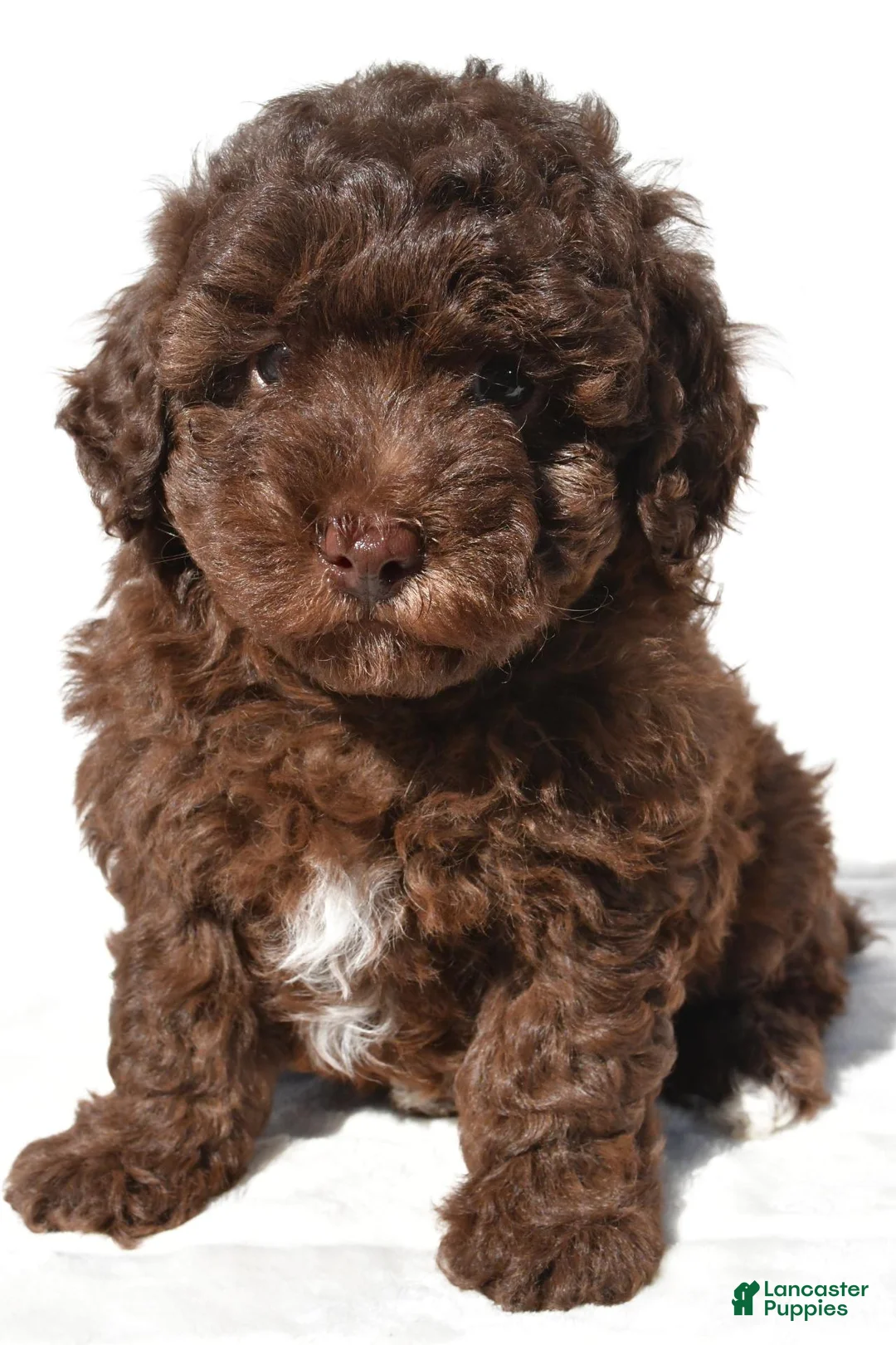 Miniature Poodle dogs for sale: Sasha - Ad 2