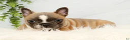 Frenchton dogs for sale: Bentley - Ad 4