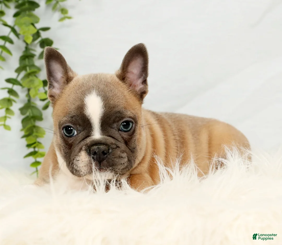 Frenchton dogs for sale: Bentley - Ad 4