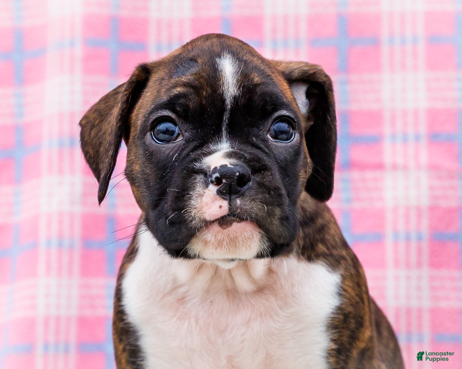 Boxer dogs Juliette - Ad 2