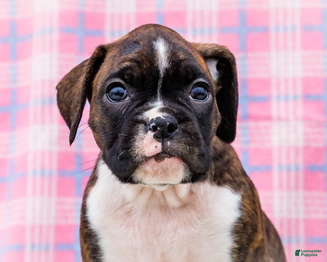 Boxer dogs for sale: Juliette - Ad 2