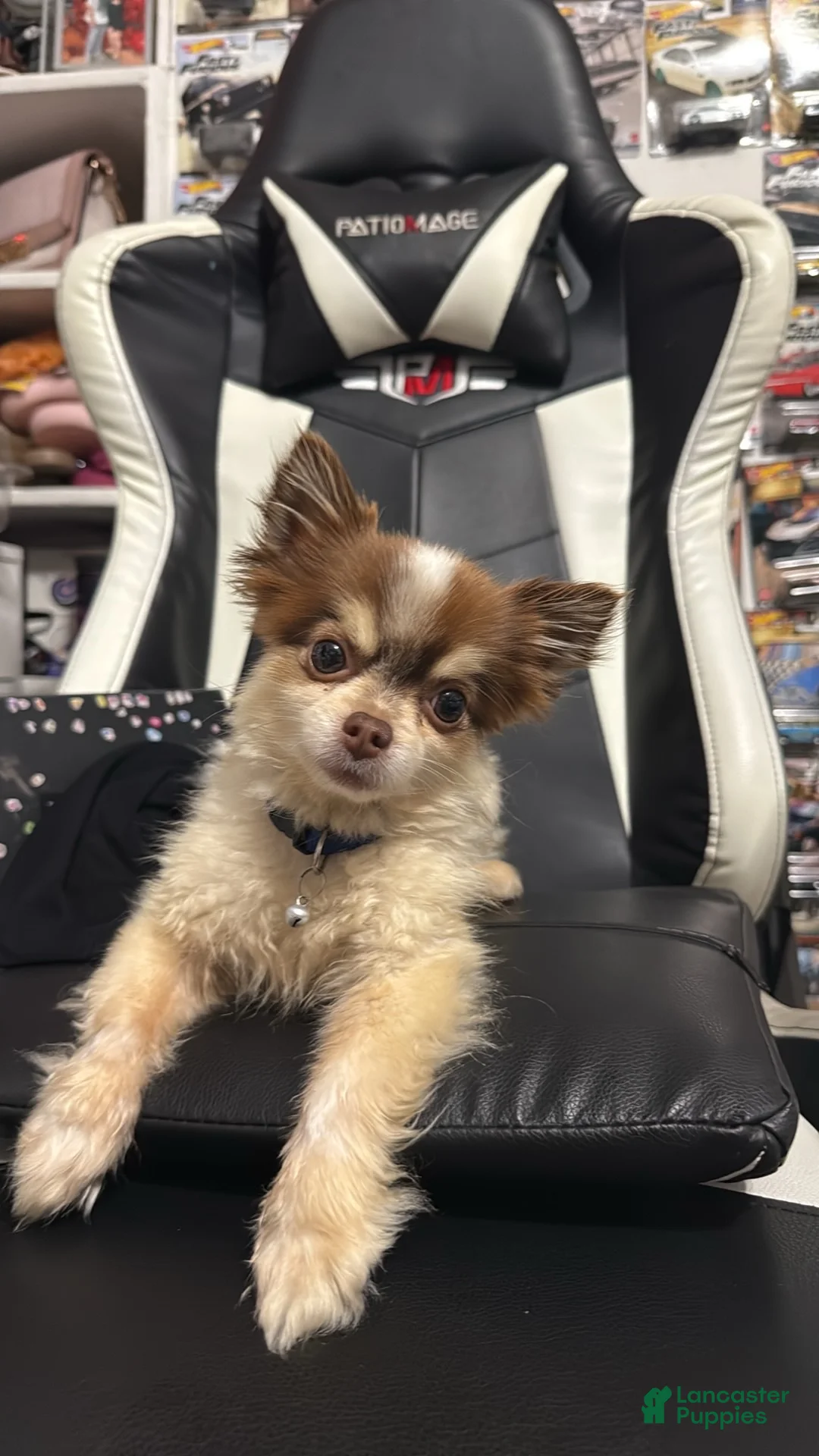 Chihuahua dogs for sale: Chihuahua 1 - Ad 1