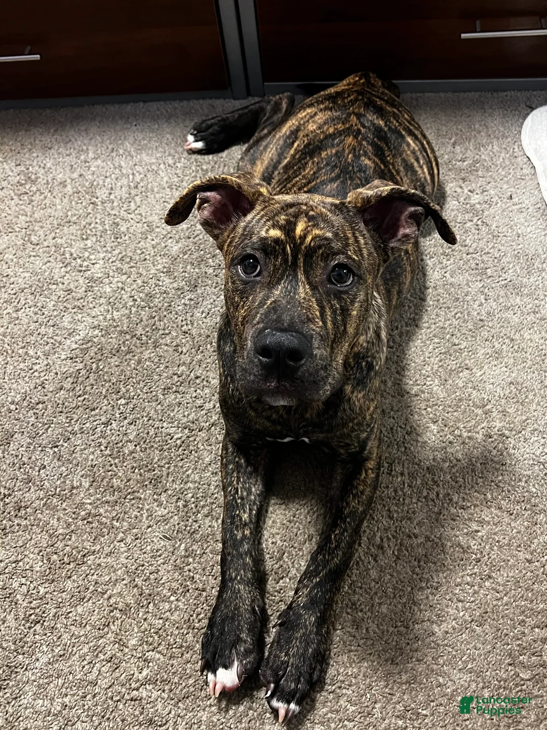 Gallery Image {{count}}