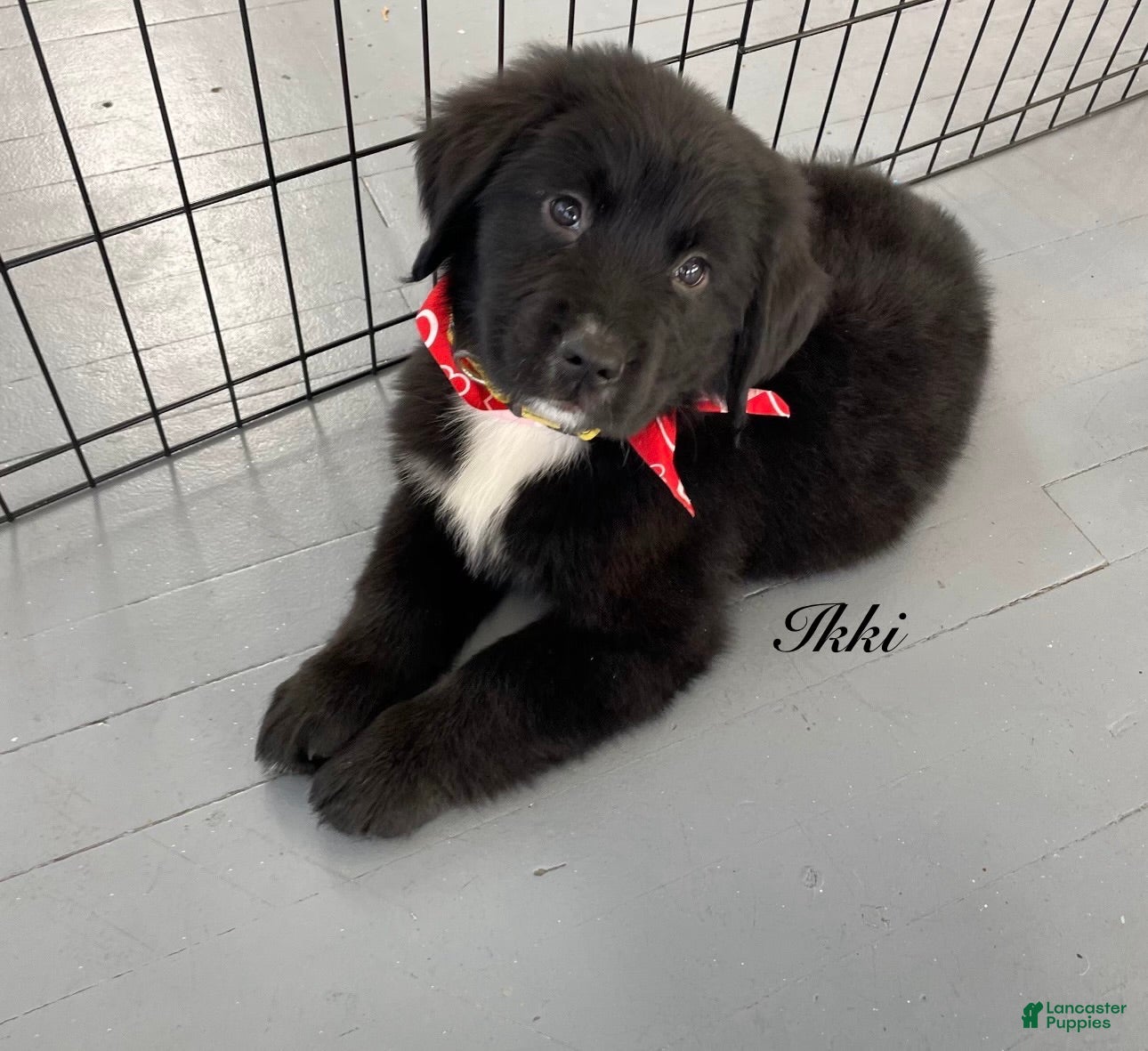 Mixed Breed dogs Ikki - Ad 1