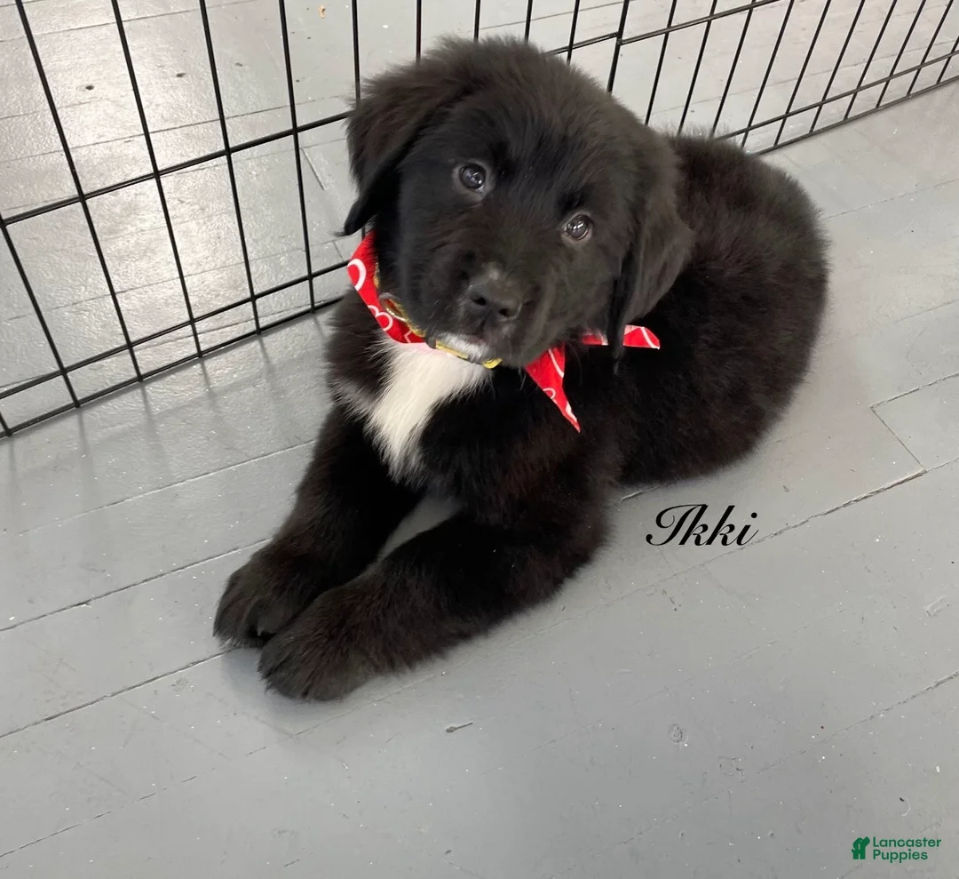 Mixed Breed dogs for sale: Ikki - Ad 1