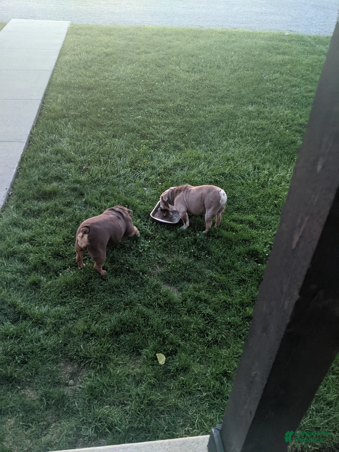 English Bulldog dogs for sale: Sir Dominic  - Ad 2