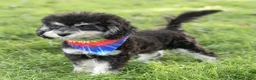 Maltipoo dogs for sale: Woody Maltipoo  - Ad 5