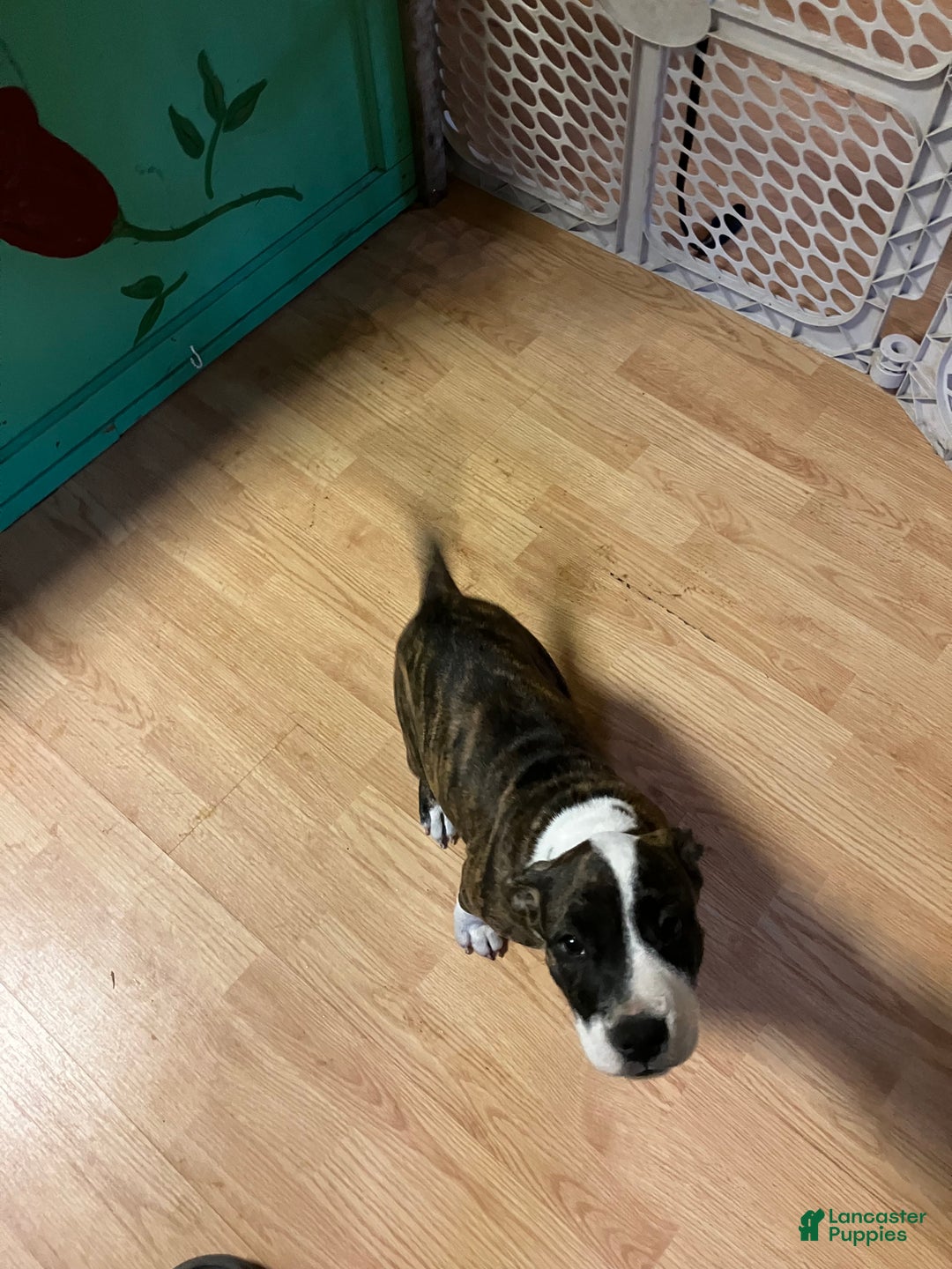 Mixed Breed dogs for sale: Pooh - Ad 3