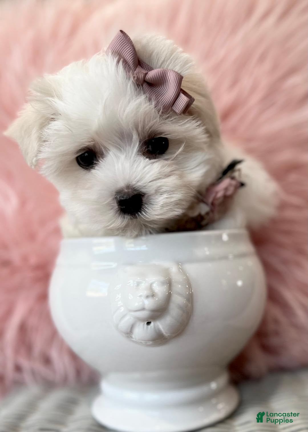 Maltese dogs Meet May! Maltese Puppy  - Ad 12