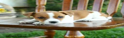 Mixed Breed dogs for sale: Jerusha - Ad 2