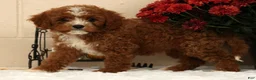 Cavapoo dogs for sale: Autumn - Ad 6