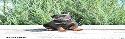 Doberman Pinscher dogs for sale: Luna  - Ad 5