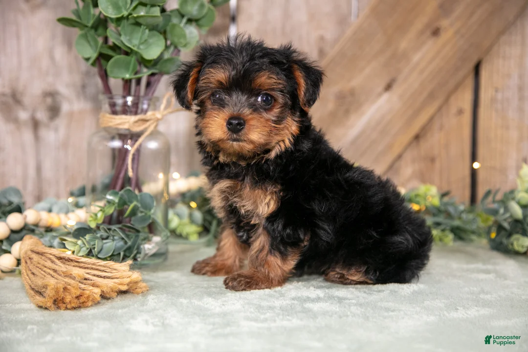 Yorkshire Terrier dogs for sale: Tasha - Ad 1