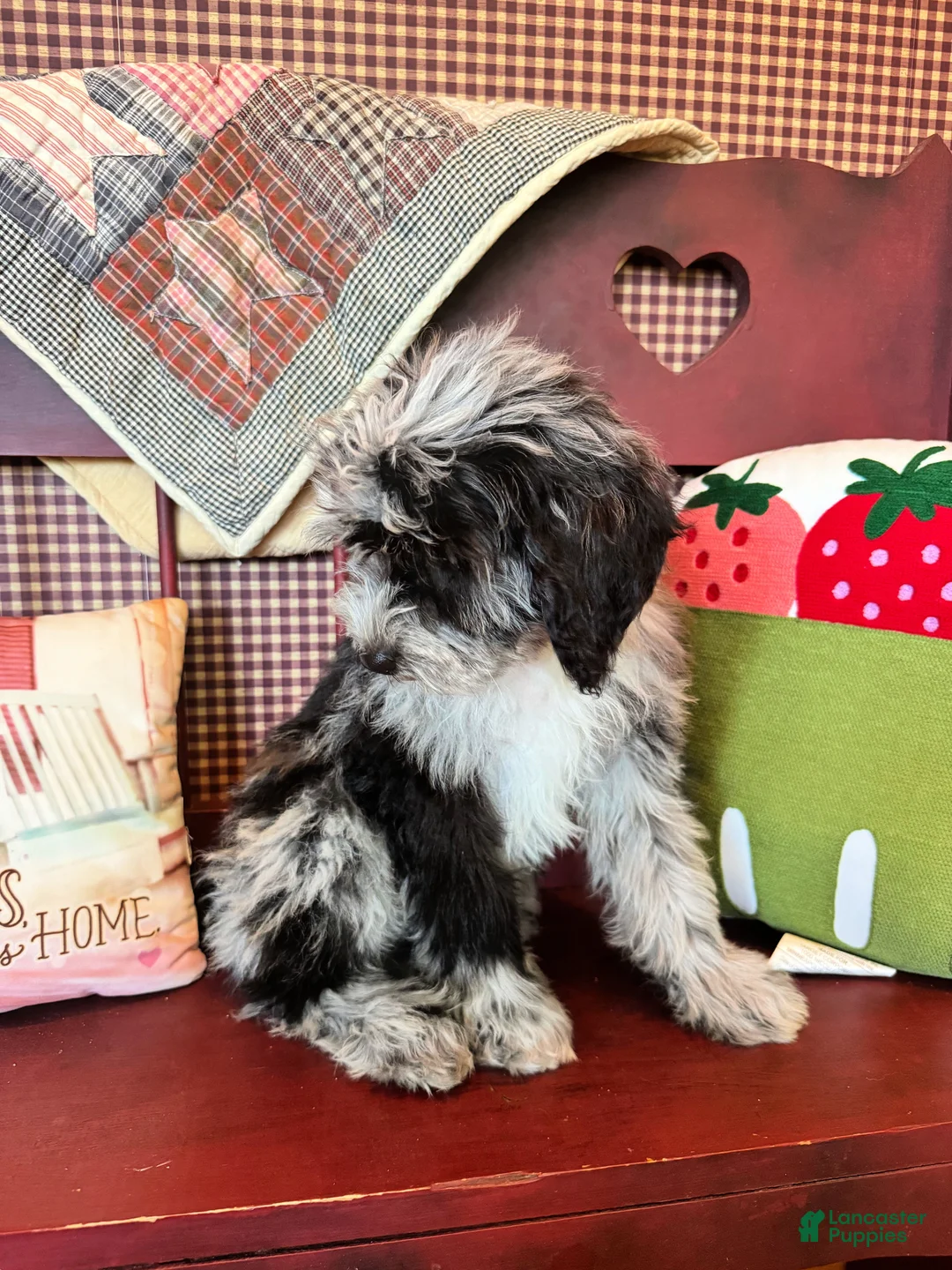 Mini Bernedoodle dogs for sale: Nala - Ad 2