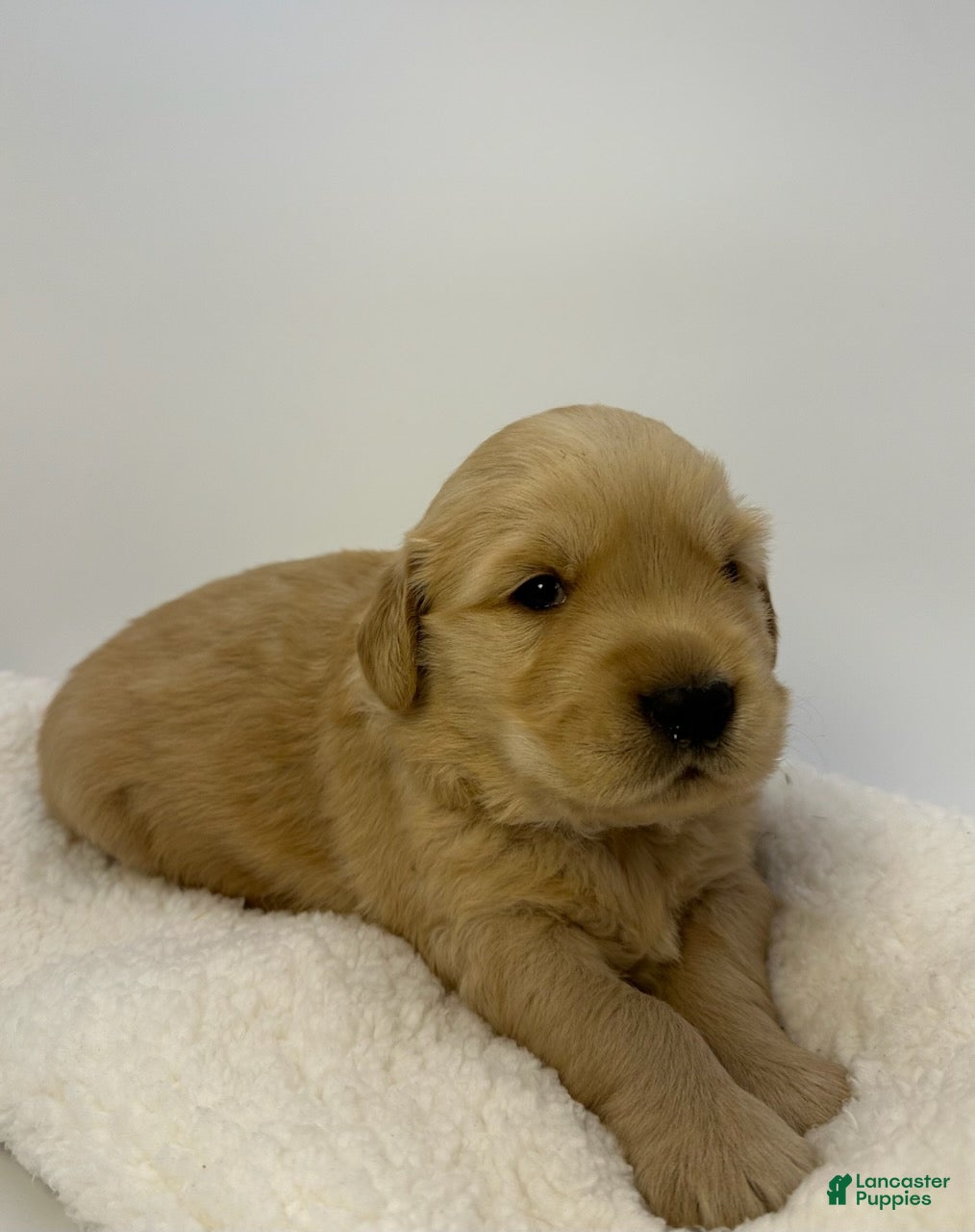 Golden Retriever dogs for sale: Boy 1 - Ad 4