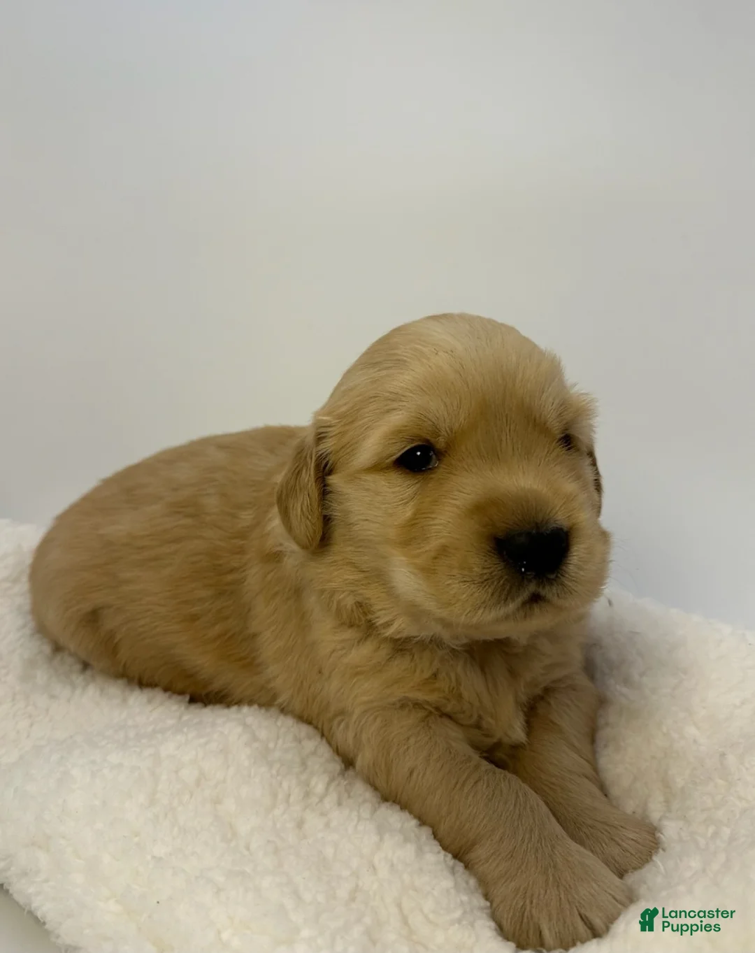 Golden Retriever dogs for sale: Boy 1 - Ad 1