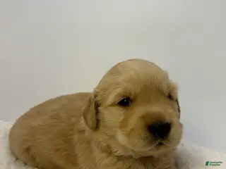 Golden Retriever dogs for sale: Boy 1 - Ad 4